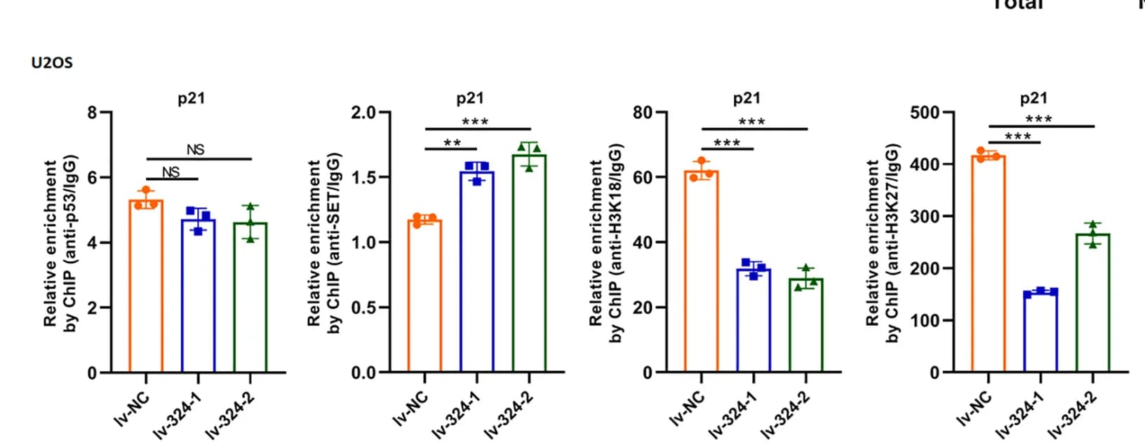 Open access visualization of Bar Plot, Error Bars, ChIP-qPCR, p53, SET