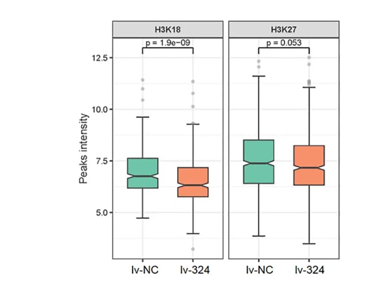 Open access visualization of Box Plot, Boxplot, H3K18 Acetylation, H3K27 Acetylation, p53