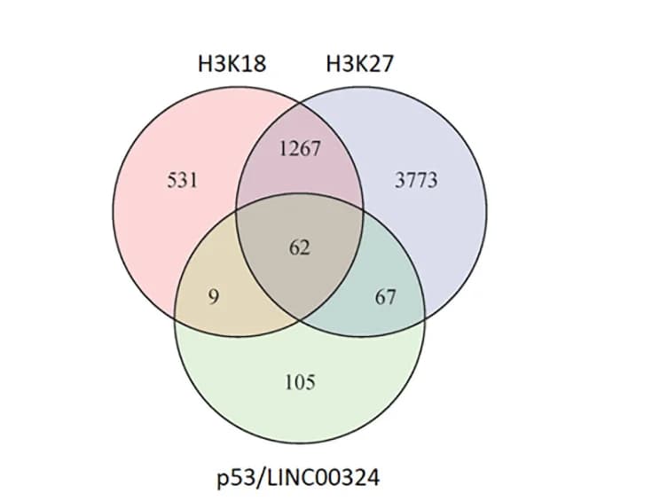 Open access visualization of Venn Diagram, p53, LINC00324, Gene Activation, H3K18 Acetylation