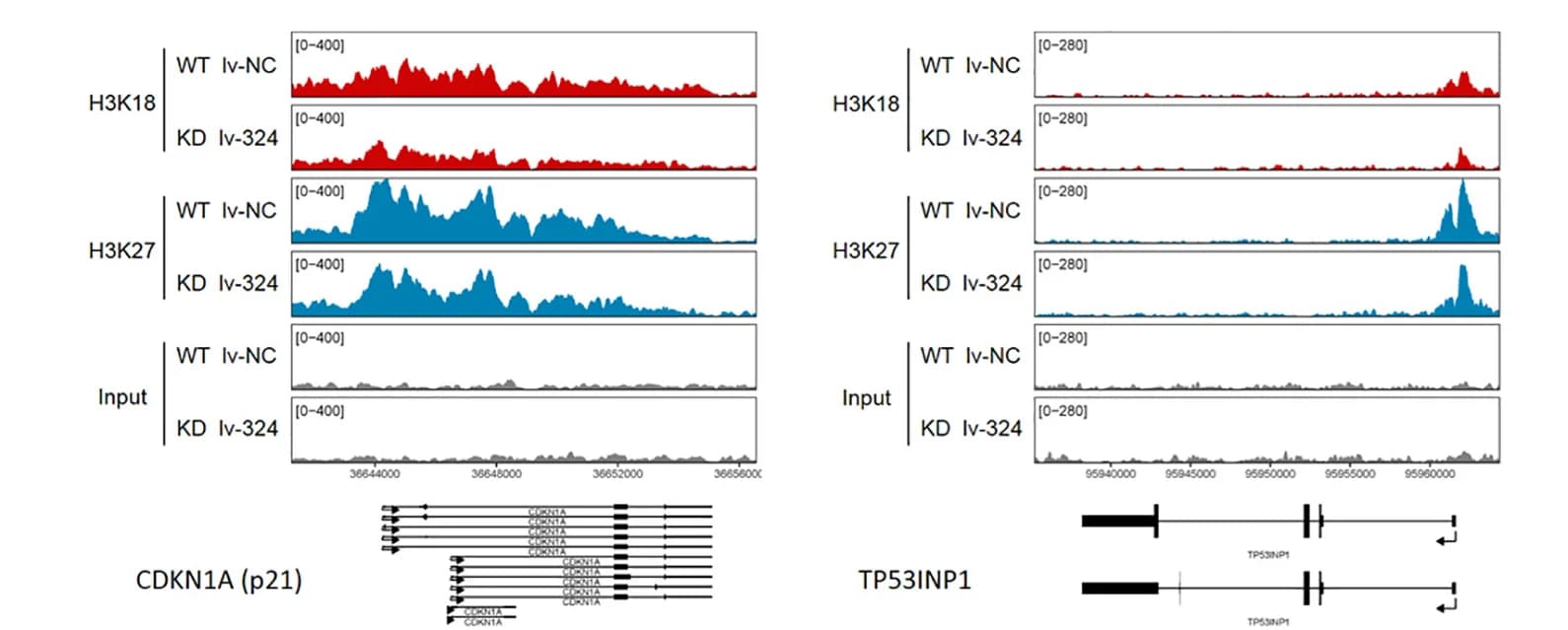 Open access visualization of Line Plot, H3K18 Acetylation, H3K27 Acetylation, Genes, LINC00324 Knockdown