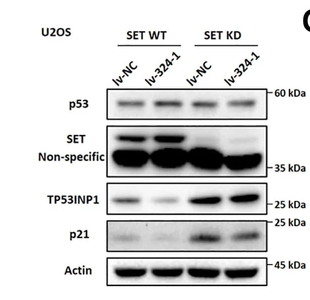Open access visualization of Gel, U2OS Cells, HepG2 Cells, shRNA, siRNA