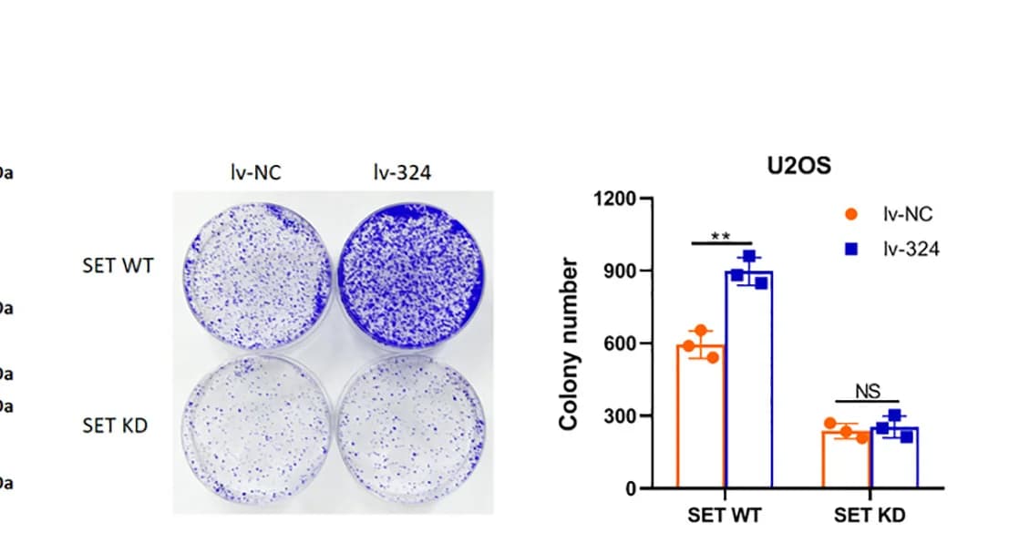 Open access visualization of Bar Plot, Error Bars, Photo, U2OS Cells, HepG2 Cells