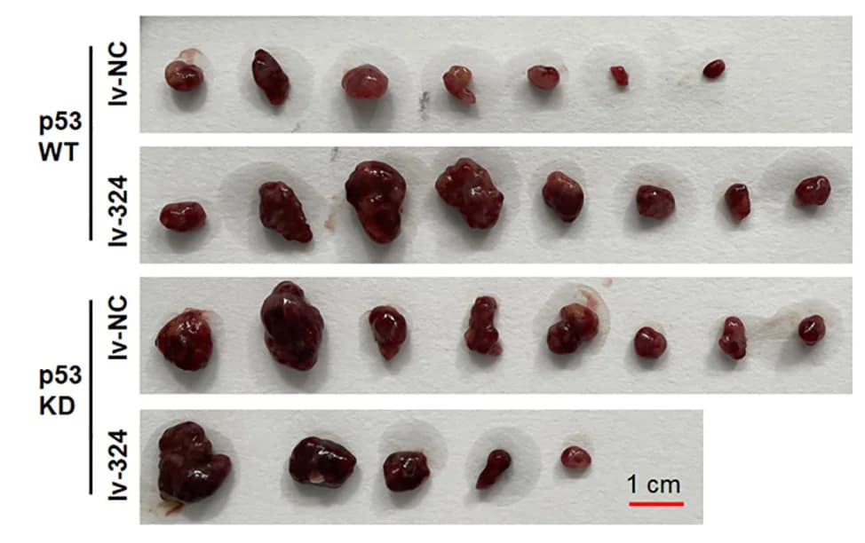 Open access visualization of Photo, Tumor Weight, Tumors