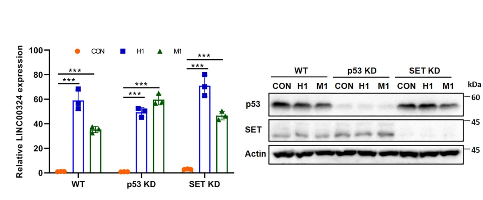 Open access visualization of Bar Plot, Error Bars, Gel, LINC00324 Expression, Deletion Mutant