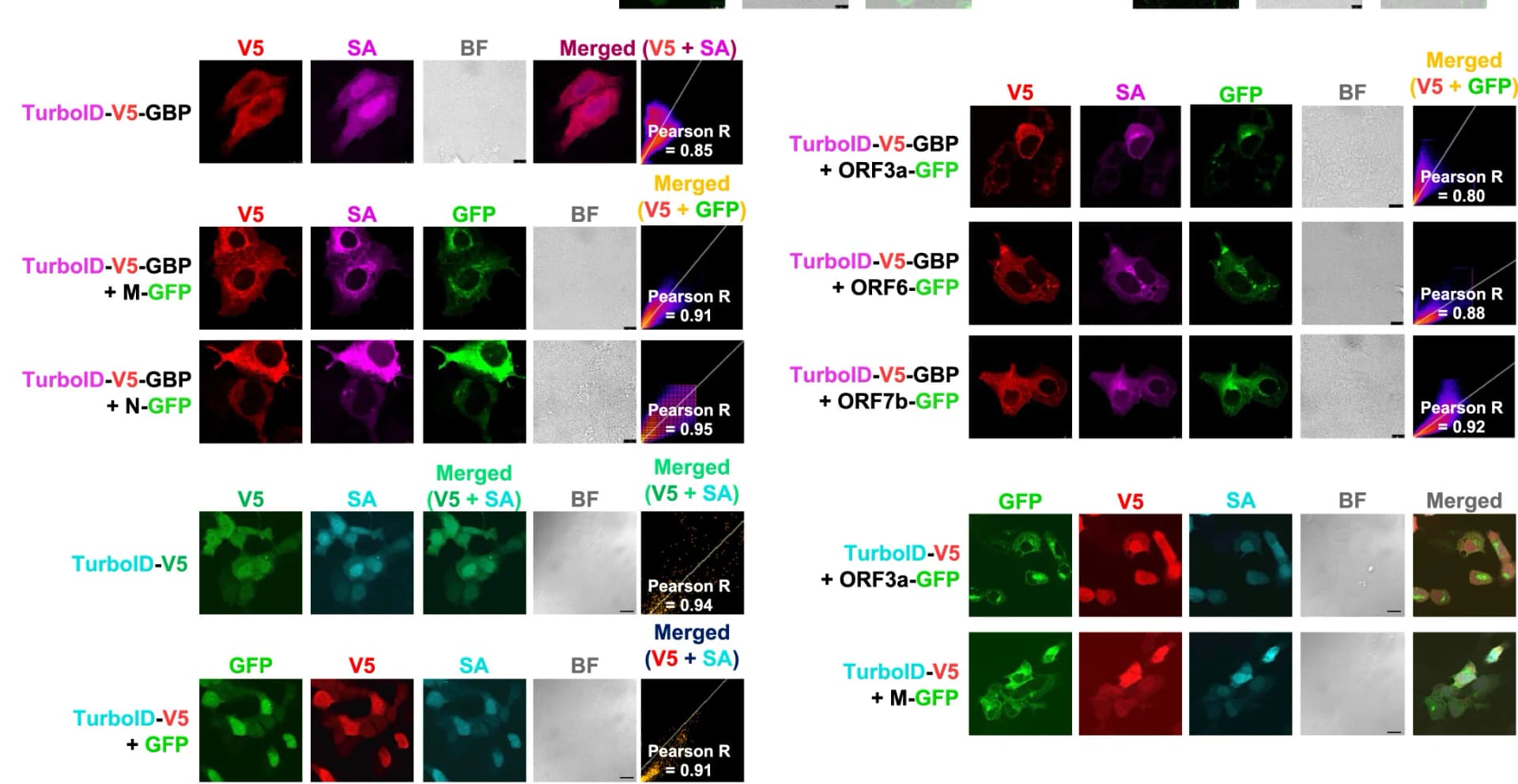 Open access visualization of Microscopy, Scatter Plot, Confocal Microscopy, vPOI-GFP, TurboID-V5-GBP