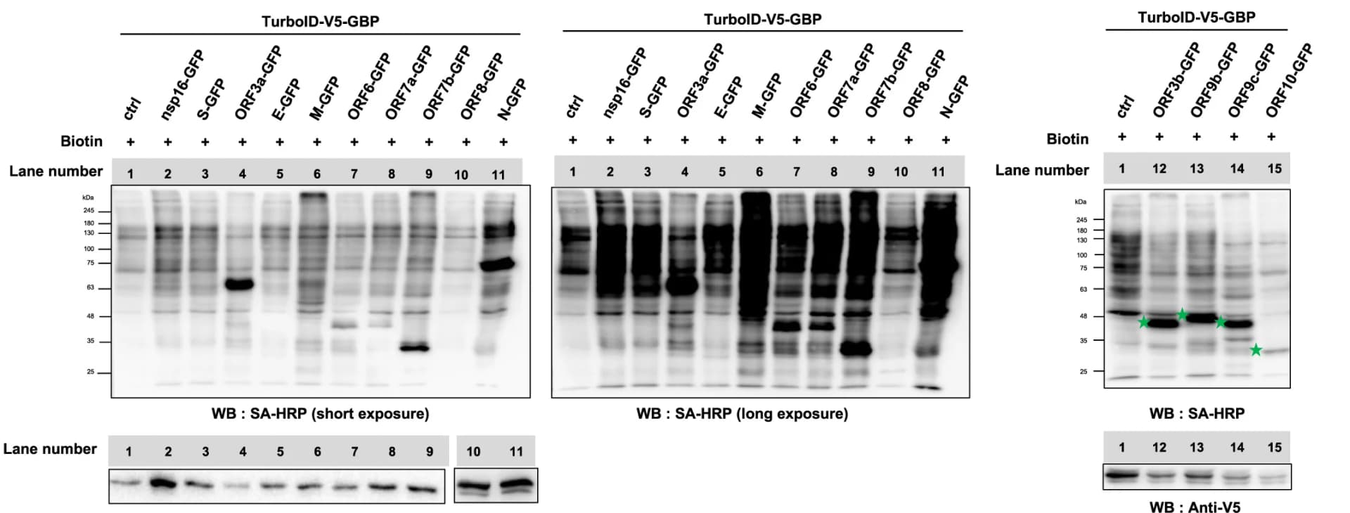Open access visualization of Gel, Streptavidin-Horseradish Peroxidase, Western Blotting, vPOI-GFP, TurboID-V5-GBP