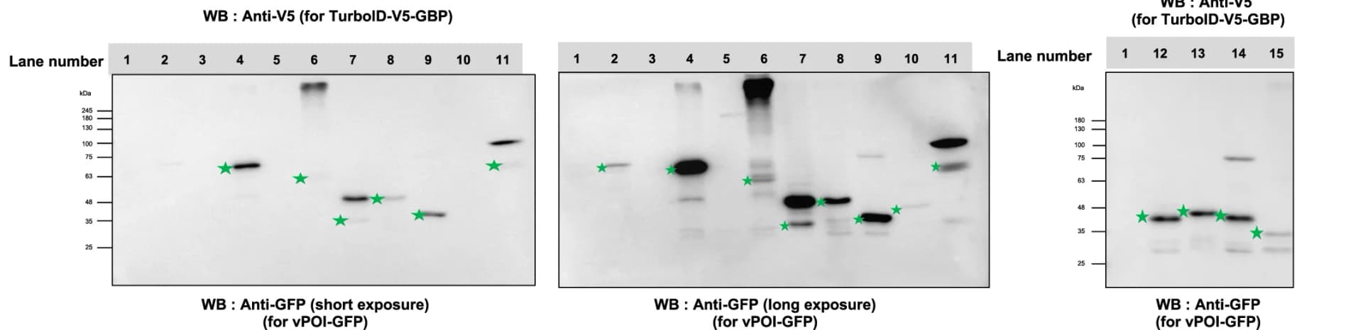 Open access visualization of Gel, Western Blotting, vPOI-GFP, HEK293T Cells