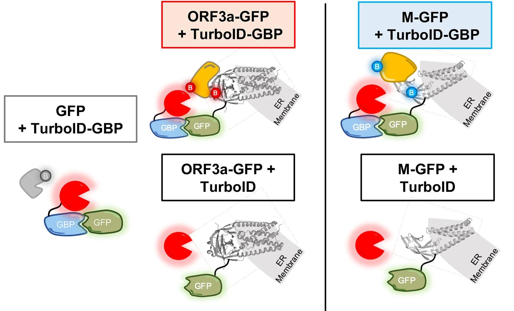 Open access visualization of Illustration, Chemical Structure, Mass Spectrometry, TurboID, GFP