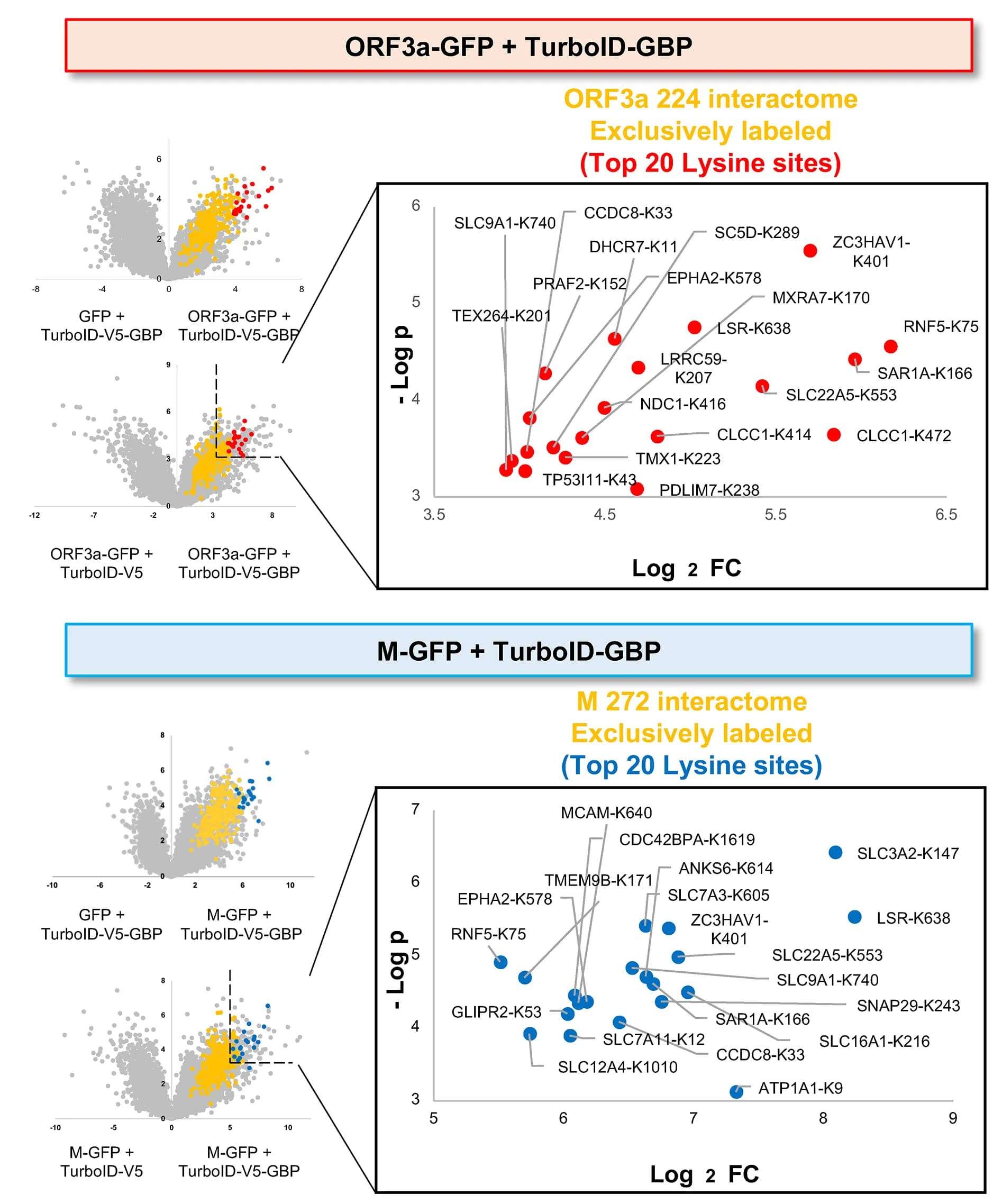 Open access visualization of Volcano Plot, Scatter Plot, Biotinylated Peptides, TurboID-GBP, ORF3a-GFP