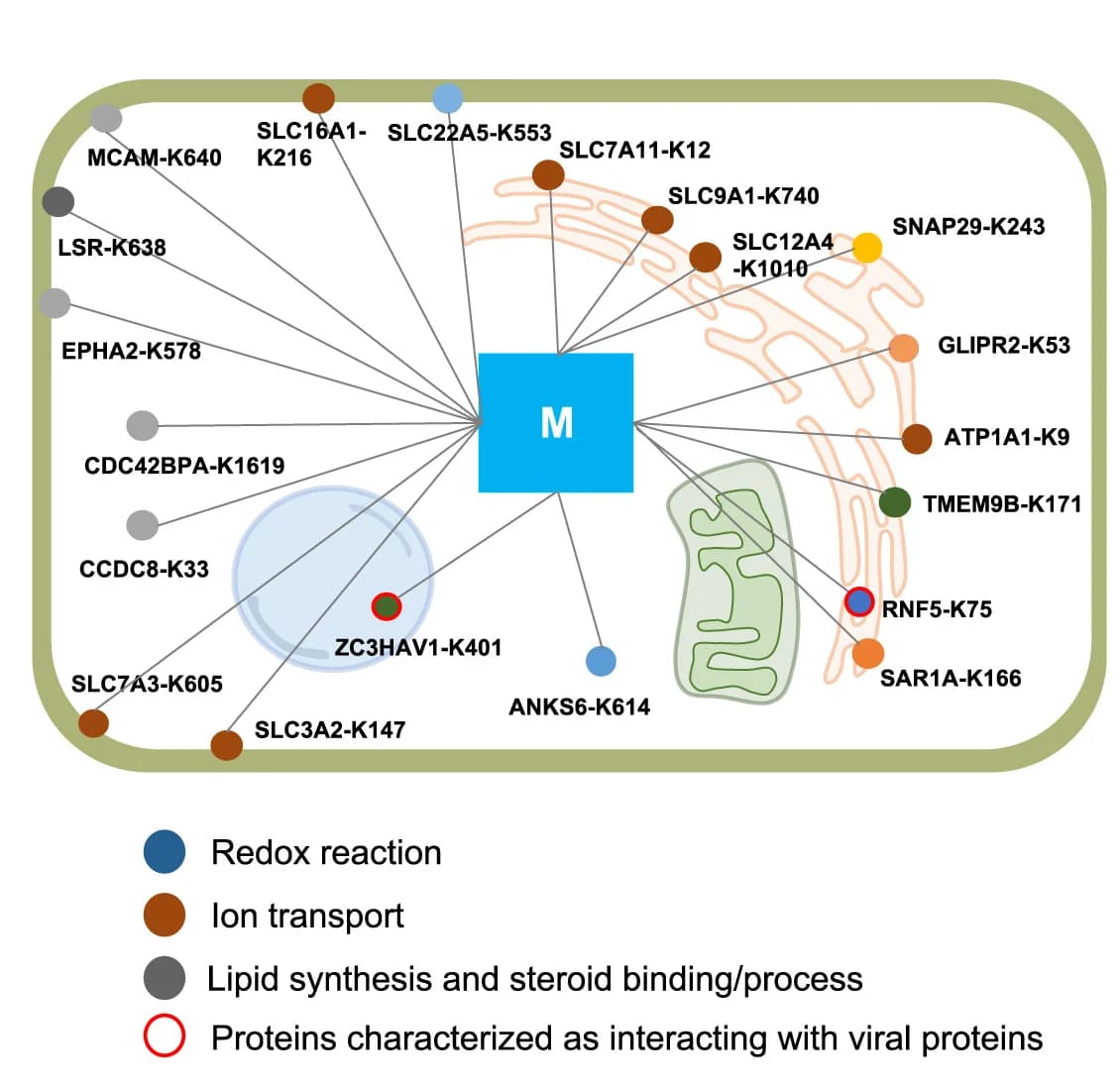 Open access visualization of Pathway, Subcellular Map, Interactome, M Protein, Mitochondrial-Associated Membrane