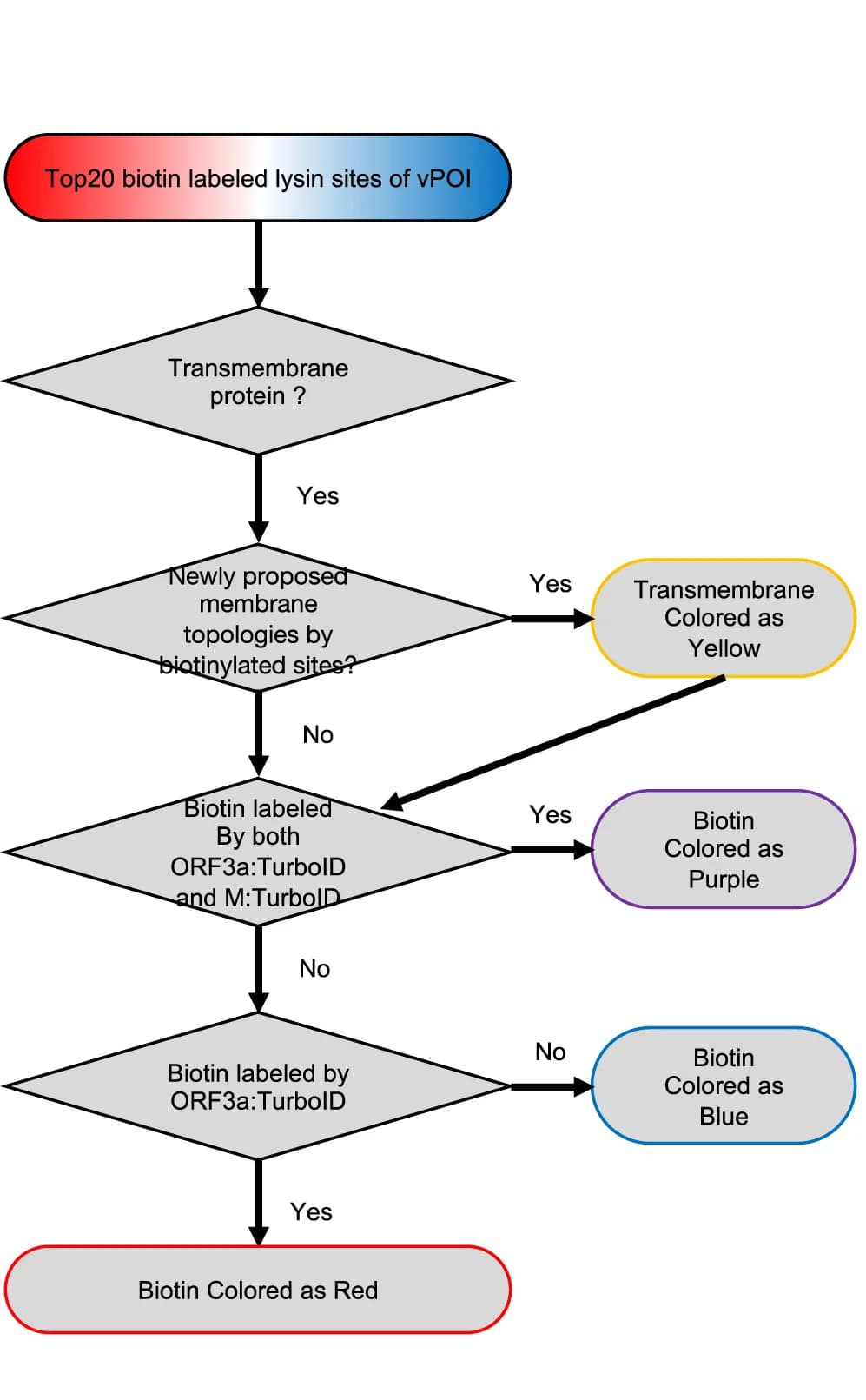 Open access visualization of Flowchart, Membrane Topologies, Biotinylated Sites, ORF3a, M Protein