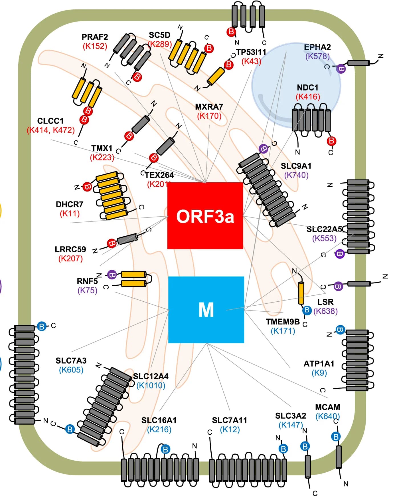 Open access visualization of Illustration, Pathway, Membrane Topologies, Integral Membrane Proteins, ORF3a