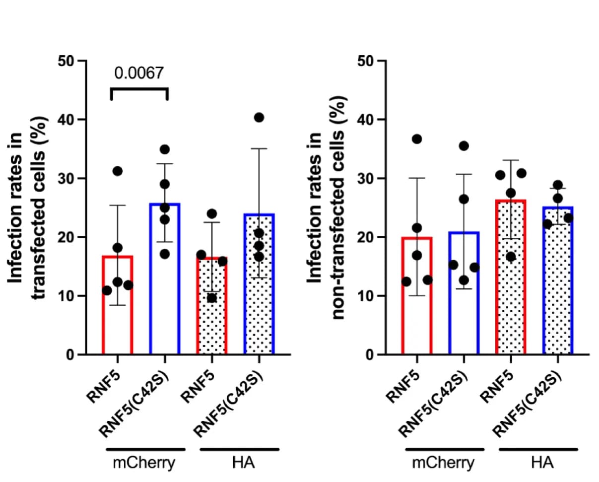 Open access visualization of Bar Plot, Error Bars, Clustered, SARS-CoV-2 Infection Rates, A549-hACE2 Cells