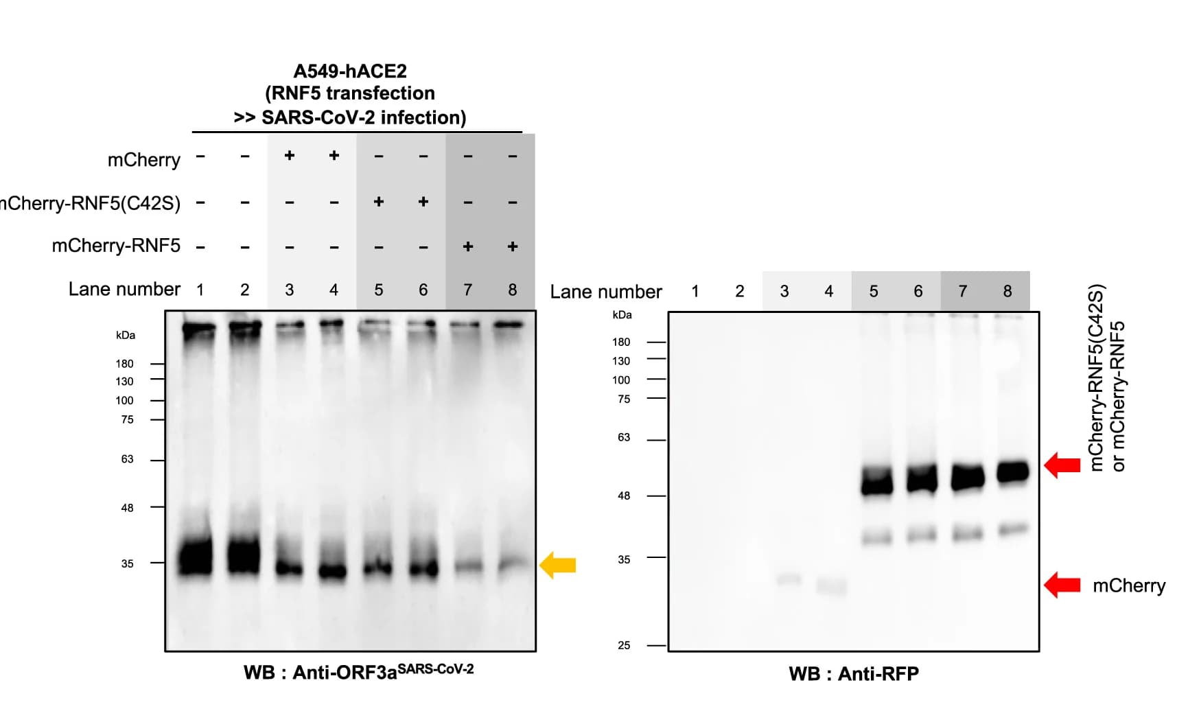 Open access visualization of Gel, Western Blot, ORF3a Expression, mCherry, mCherry-RNF5C42S