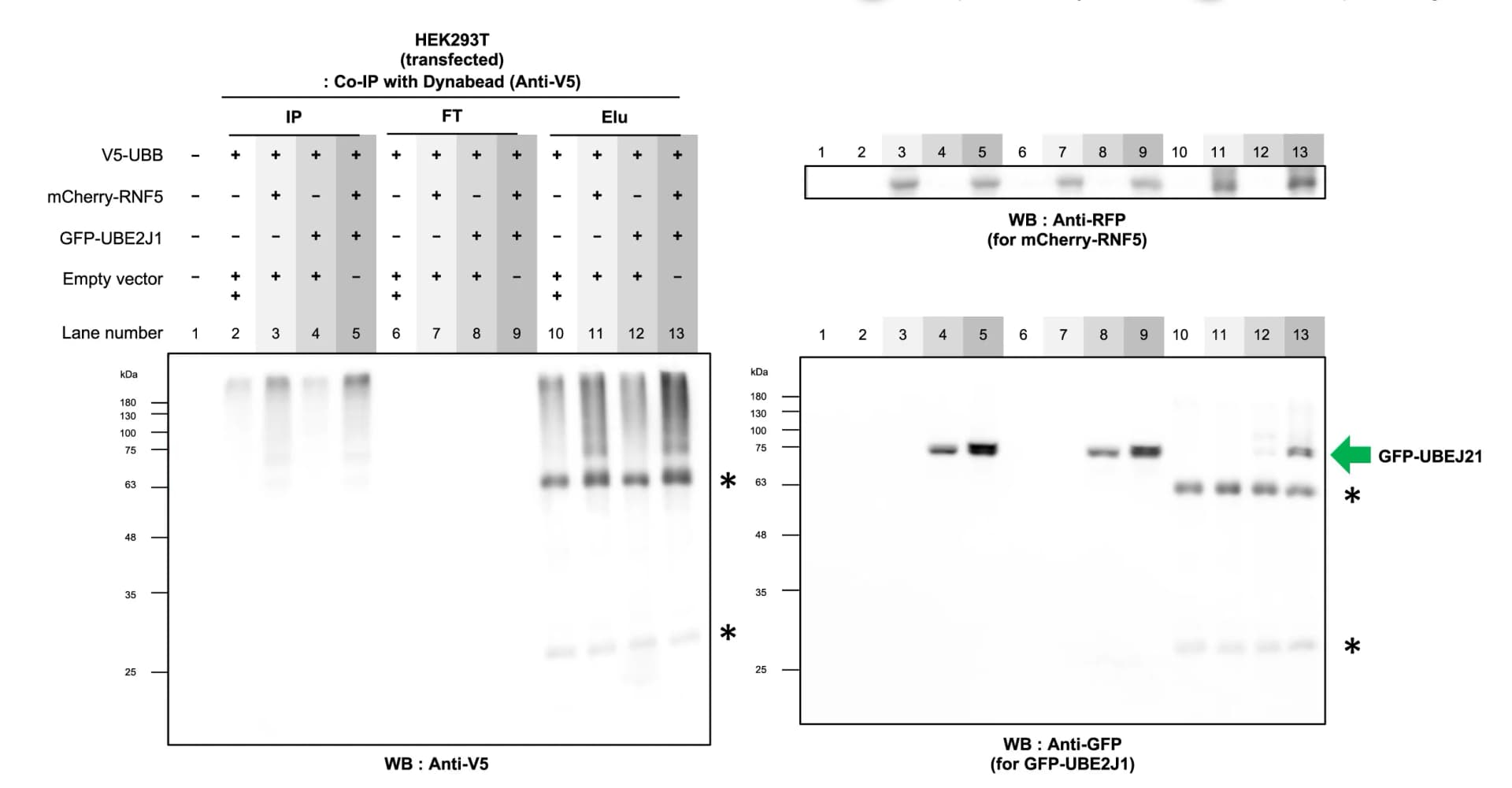 Open access visualization of Gel, Western Blot, GFP-UBE2J1, mCherry-RNF5, Co-immunoprecipitation