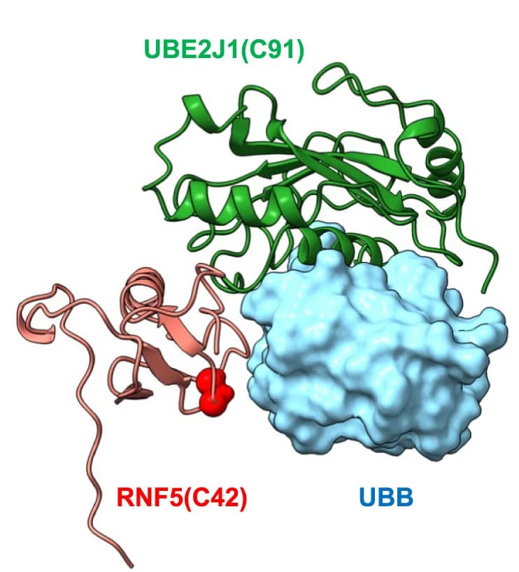 Open access visualization of Protein Structure, AlphaFold, Multimeric Complex, RNF5, UBE2J1