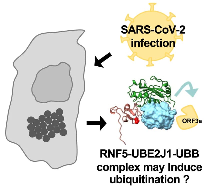 Open access visualization of Illustration, Workflow, RNF5, UBE2J1, UBB