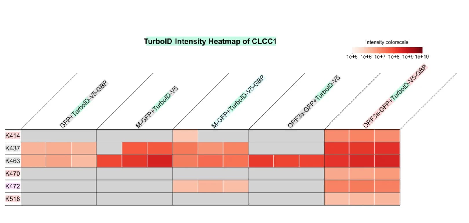 Open access visualization of Heatmap, Heatmap Tab, Search Results, CLCC1