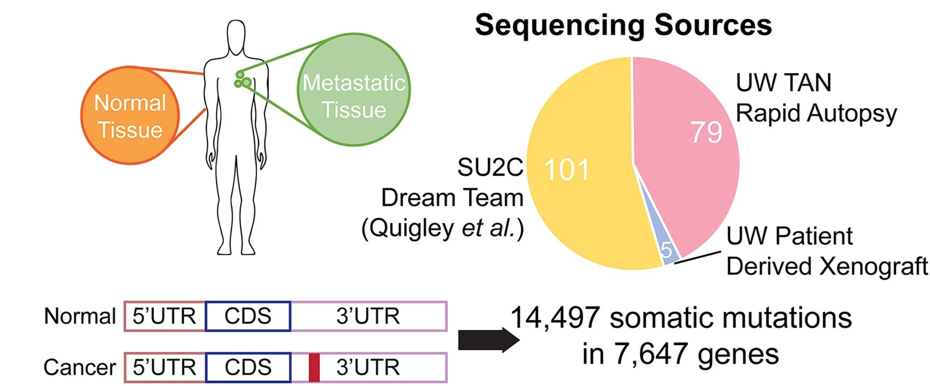 Open access visualization of Pie Chart, Illustration, Sequencing, Mutation Calling, Patients