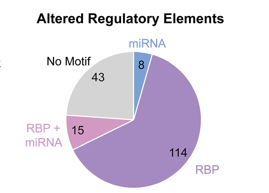 Open access visualization of Pie Chart, 3' UTR Mutations, miRNA, RBP, Motif