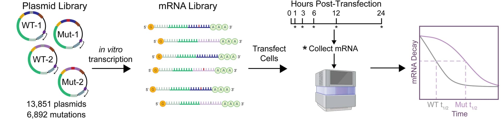 Open access visualization of Workflow, Line Plot, mRNA Stability, MPRA, Plasmid Library