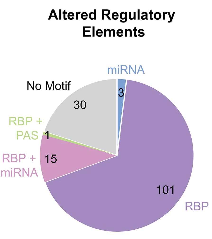 Open access visualization of Pie Chart, 3' UTR Mutations, miRNA Seed Sequence, RBP Motif, Polyadenylation Signal