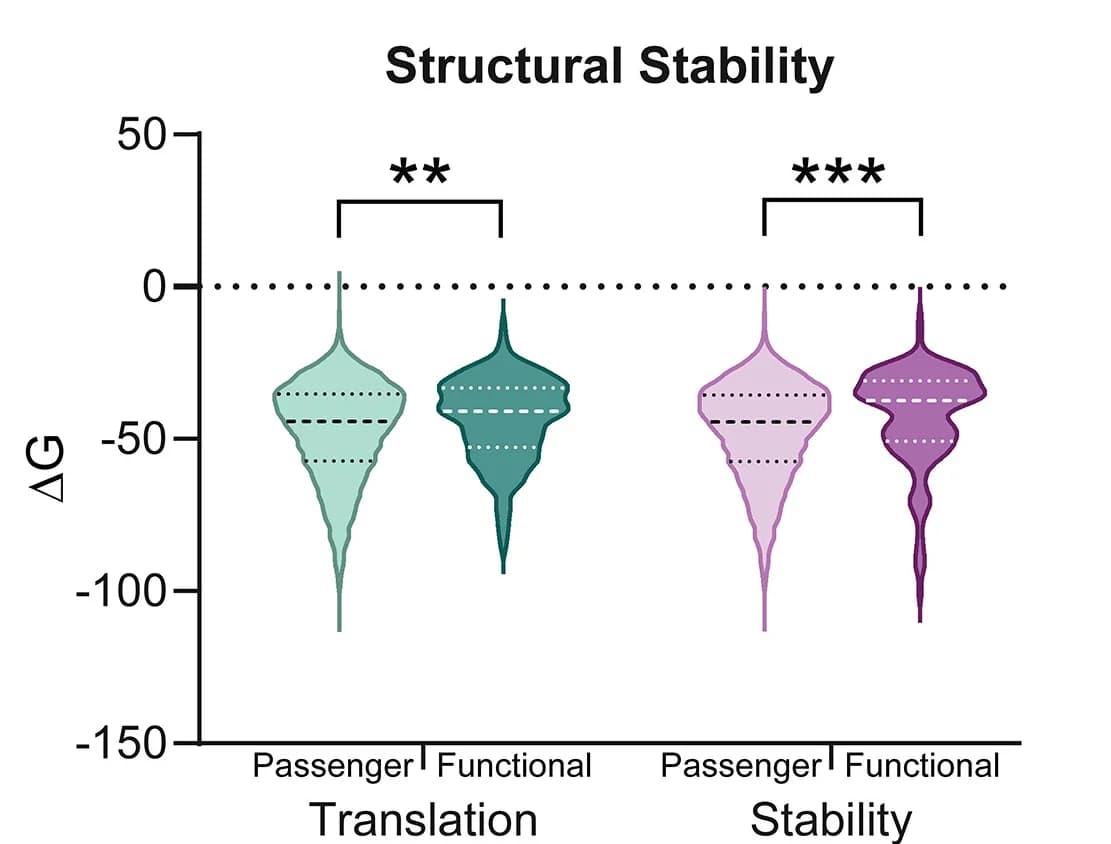 Open access visualization of Violin Plot, ΔG, RNAfold, Secondary Structure, 3' UTR Mutation