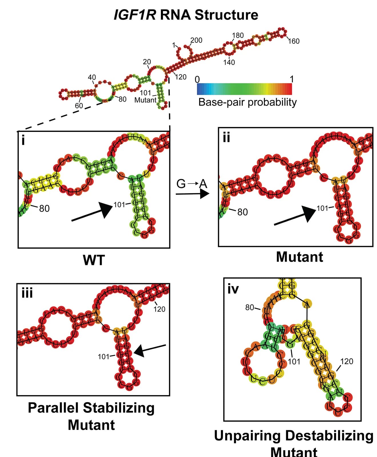Open access visualization of Illustration, RNAfold, Secondary Structure, WTIGF1R, UTR Sequence