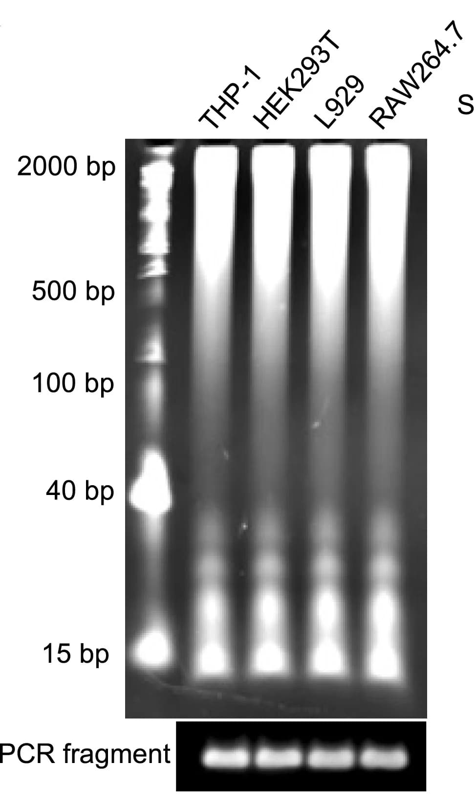 Open access visualization of Gel, Polyacrylamide Gel Electrophoresis, Cytosolic DNA, Cell Types, Polymerase Chain Reaction