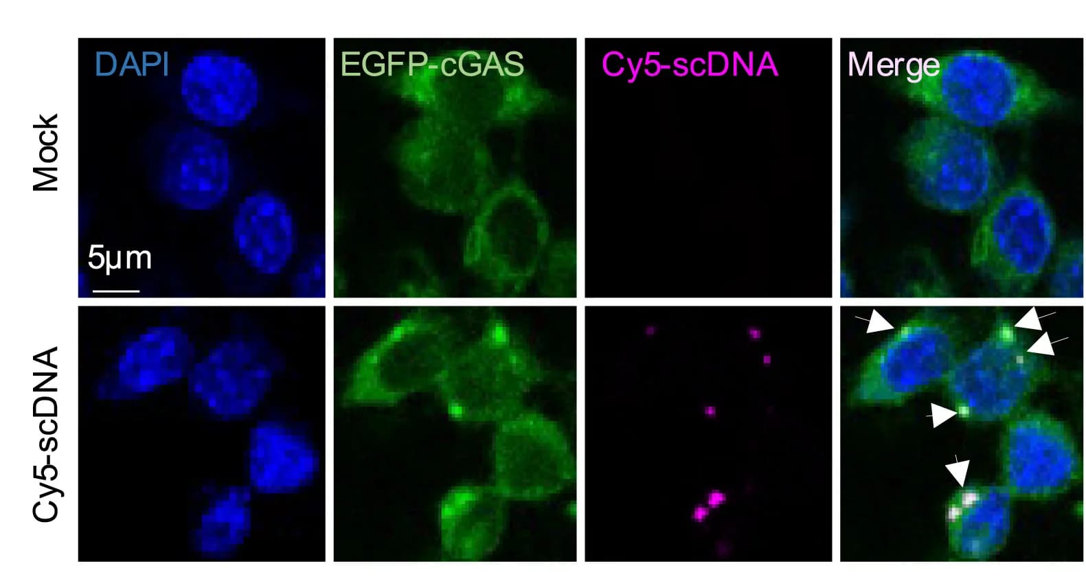 Open access visualization of Microscopy, RAW264.7 Cells, EGFP-cGAS, Cy5-Labeled scDNA, Confocal Microscopy