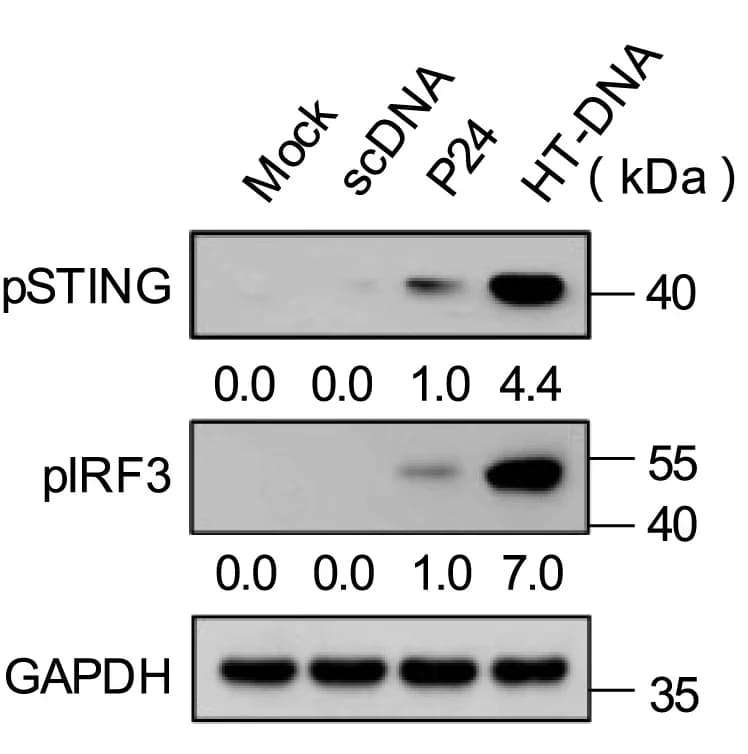 Open access visualization of Gel, RAW264.7 Cells, scDNA, P24, Herring Testis DNA