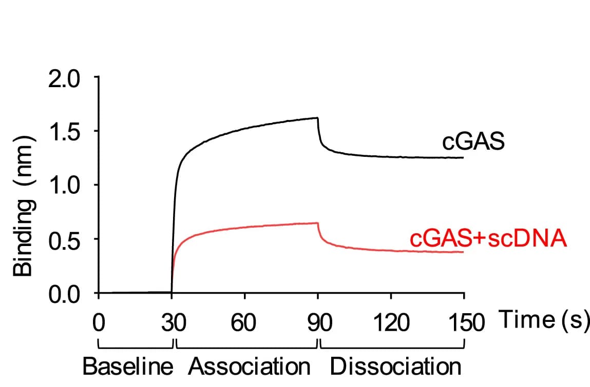 Open access visualization of Line Plot, Biolayer Interferometry, Sensorgram, scDNA, Herring Testis DNA