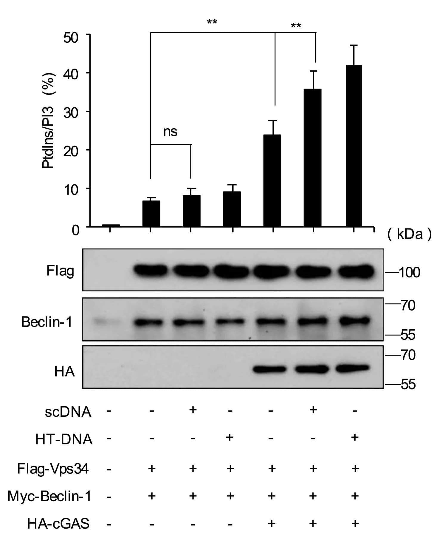 Open access visualization of Bar Plot, Error Bars, Gel, FLAG-PI3KC3, FLAG-Vps34