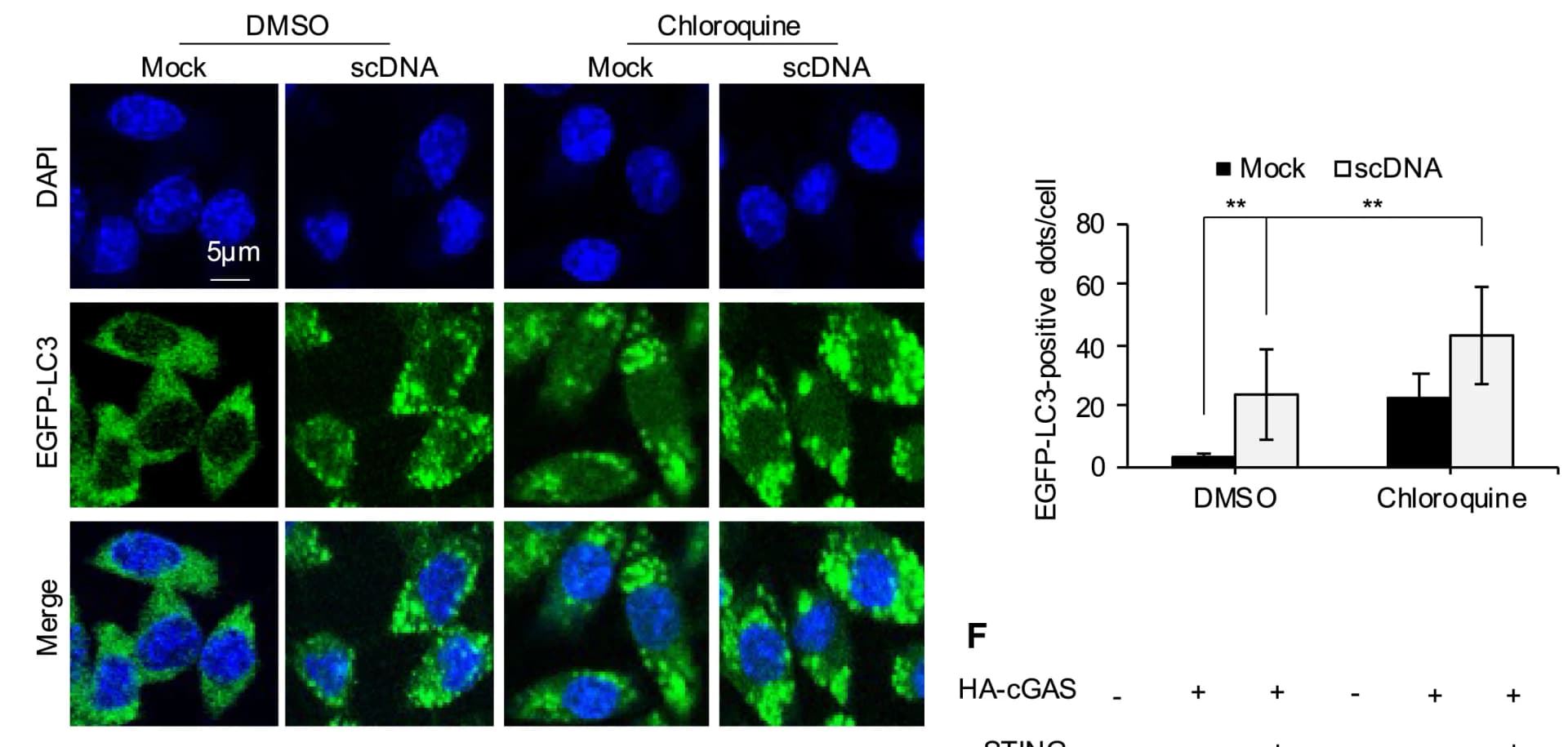 Open access visualization of Microscopy, Bar Plot, Error Bars, RAW264.7 Cells, EGFP-LC3
