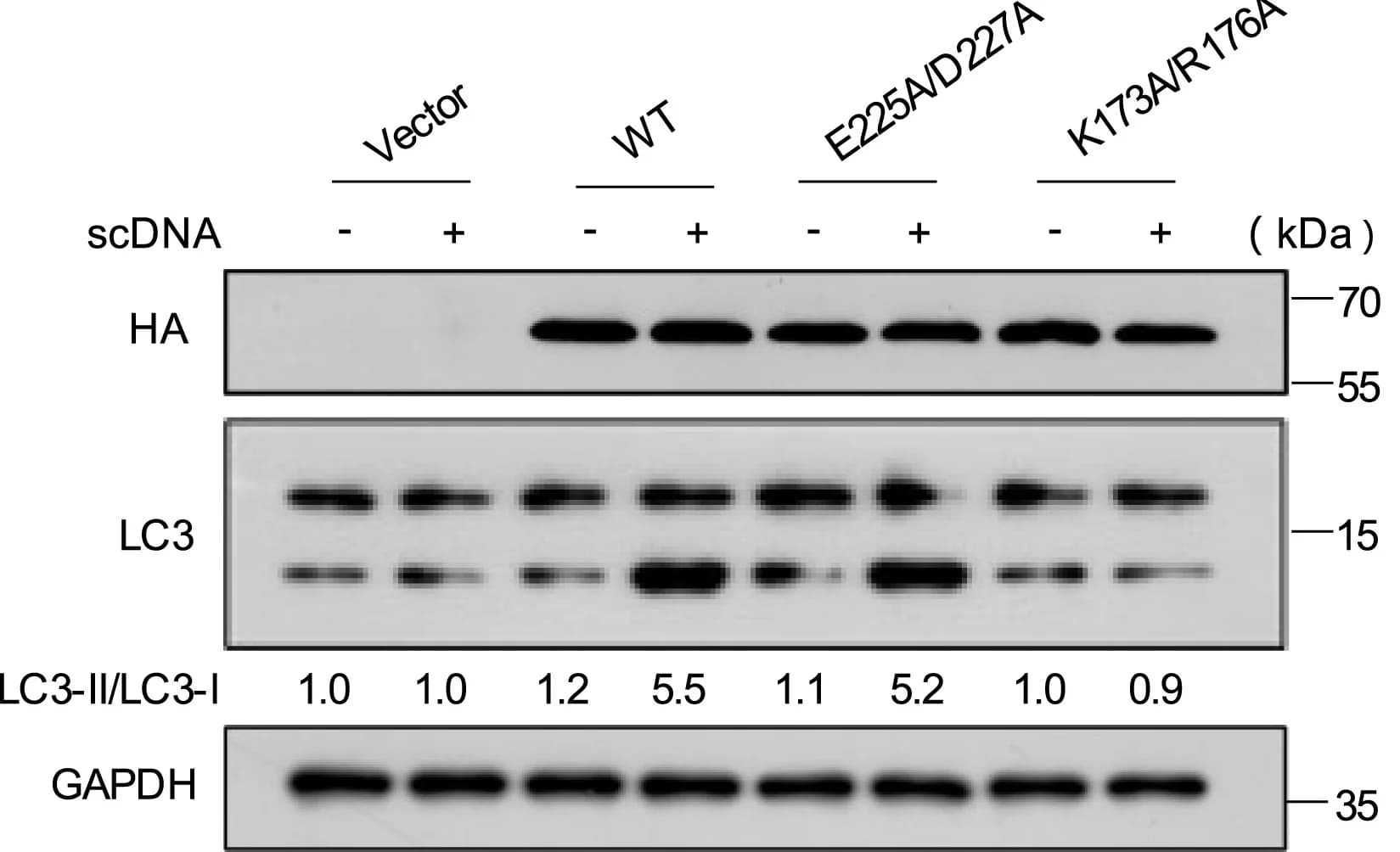 Open access visualization of Gel, HEK293T Cells, cGAS, scDNA, Immunoblotting