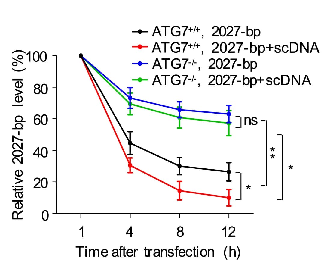 Open access visualization of Line Plot, Error Bars, ATG7+/+ HaCaT Cells, ATG7-/- HaCaT Cells, dsDNA Fragment
