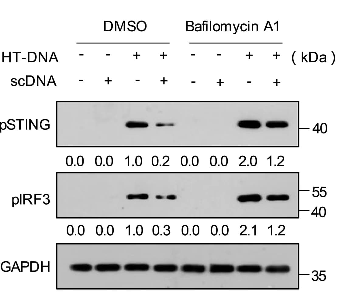 Open access visualization of Gel, RAW264.7 Cells, dsDNA Fragment, scDNA, Bafilomycin A1