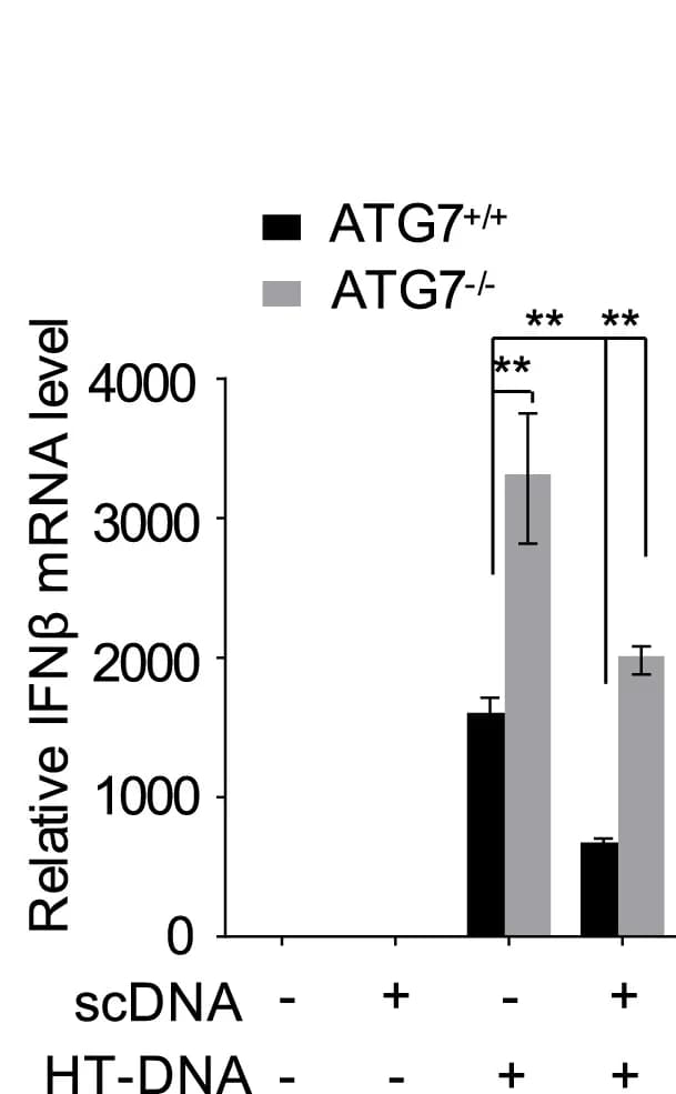 Open access visualization of Bar Plot, Error Bars, Clustered, ATG7+/+ HaCaT Cells, ATG7-/- HaCaT Cells