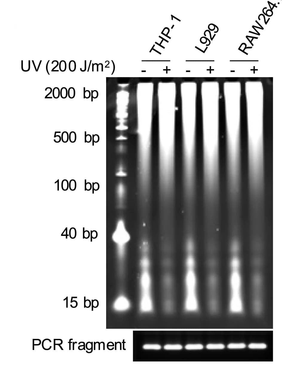 Open access visualization of Gel, Cells, UV irradiation, Cytosolic DNA, PAGE analysis