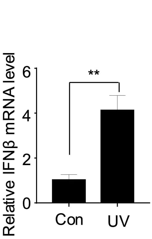 Open access visualization of Bar Plot, Error Bars, RAW264.7 Cells, UV irradiation, IFNβ mRNA
