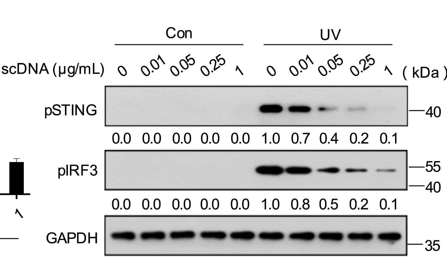 Open access visualization of Gel, Bar Plot, Error Bars, RAW264.7 Cells, scDNA