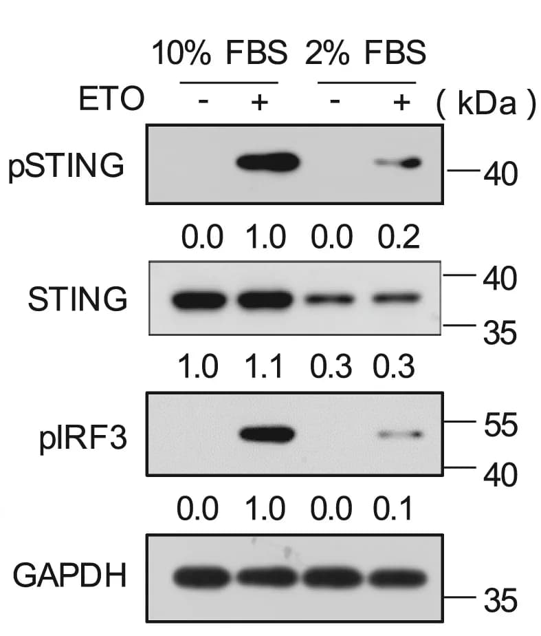 Open access visualization of Gel, RAW264.7 Cells, FBS, ETO, pSTING