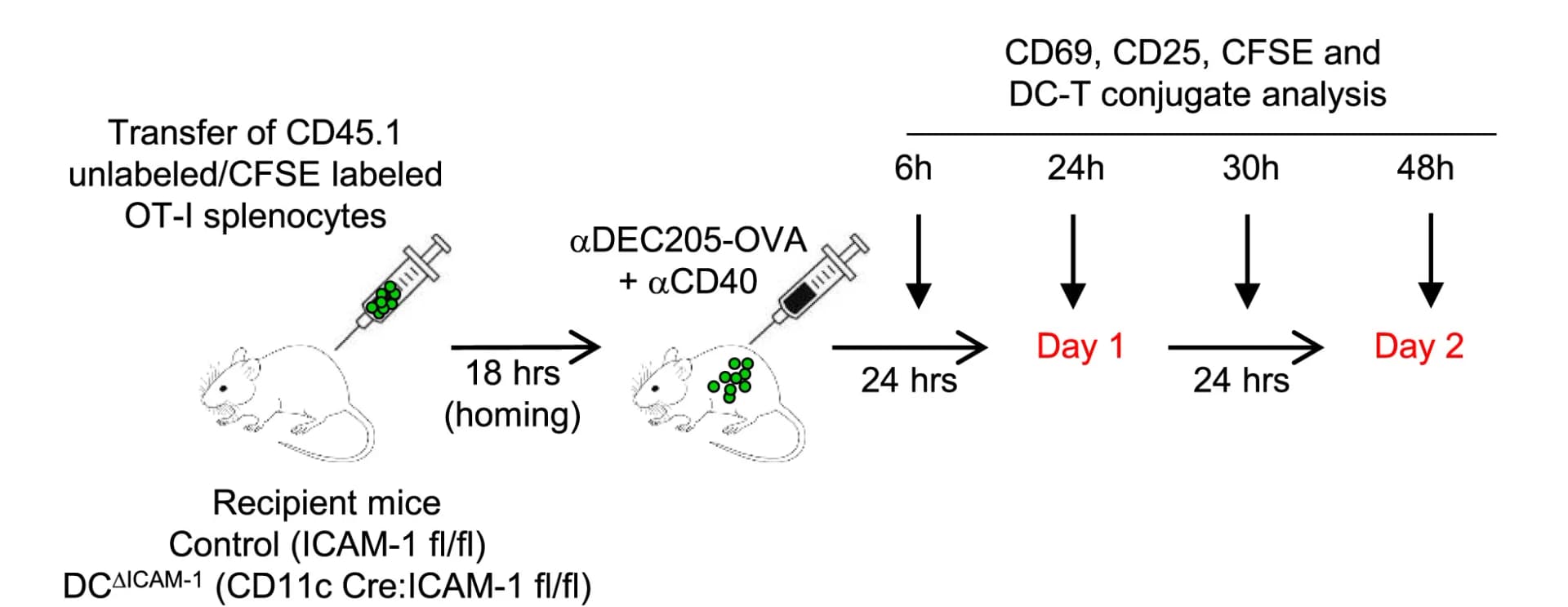 Open access visualization of Workflow, Flowchart, Illustration, Experimental Outline, CFSE-labeled OT-I CD45.1 T Cells