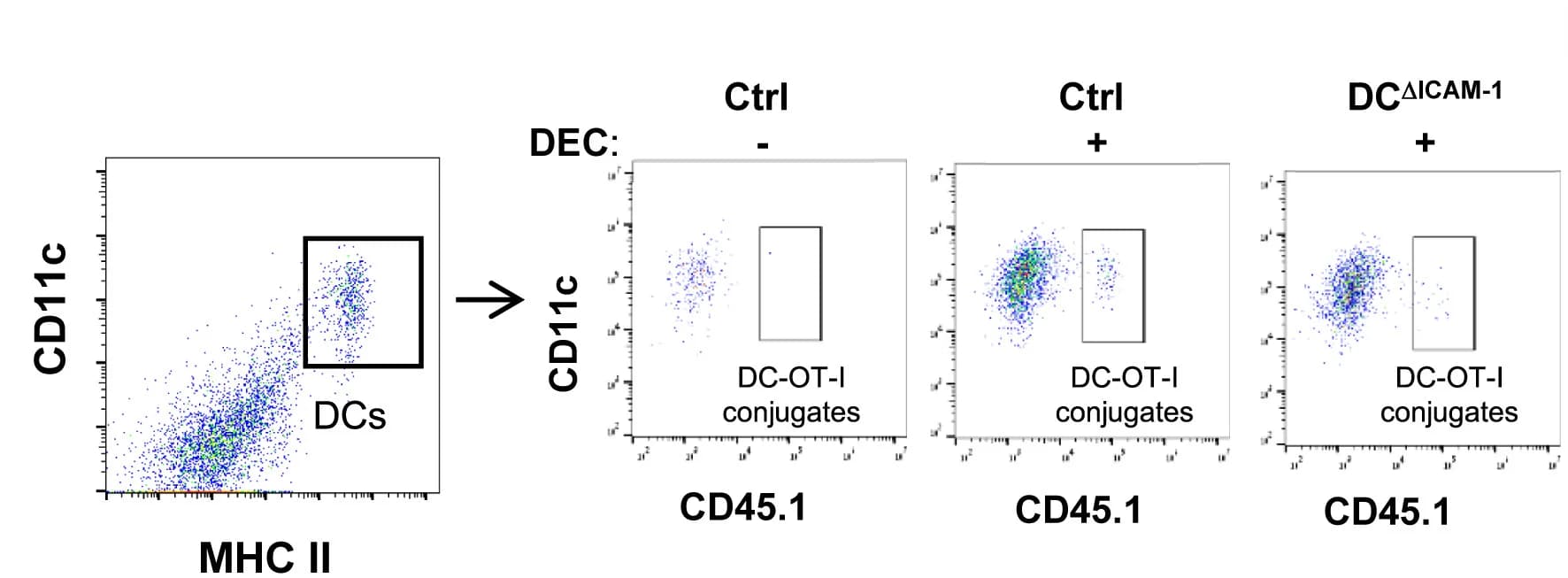 Open access visualization of Scatter Plot, DC-T Cell Conjugates, Popliteal LNs, cDCs, OT-I Cells