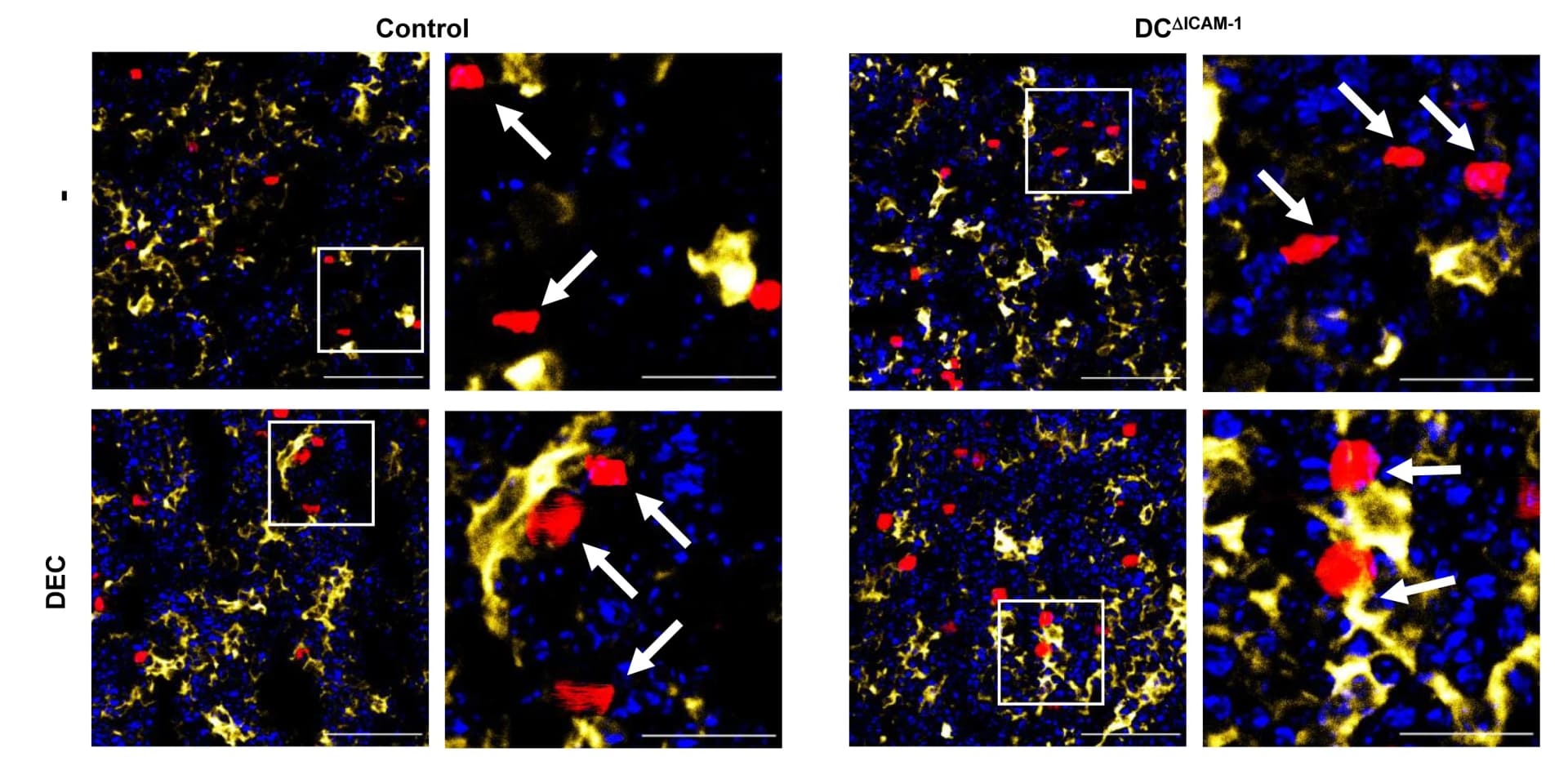 Open access visualization of Microscopy, Immunofluorescence Staining, Popliteal LN, Mice, tdTomato OT-I T Cells