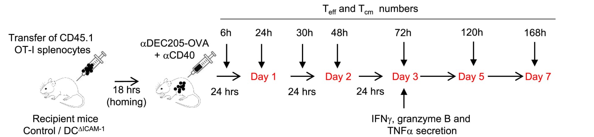 Open access visualization of Workflow, Illustration, Control Mice, DCAICAM-1 Mice, OT-I Cells