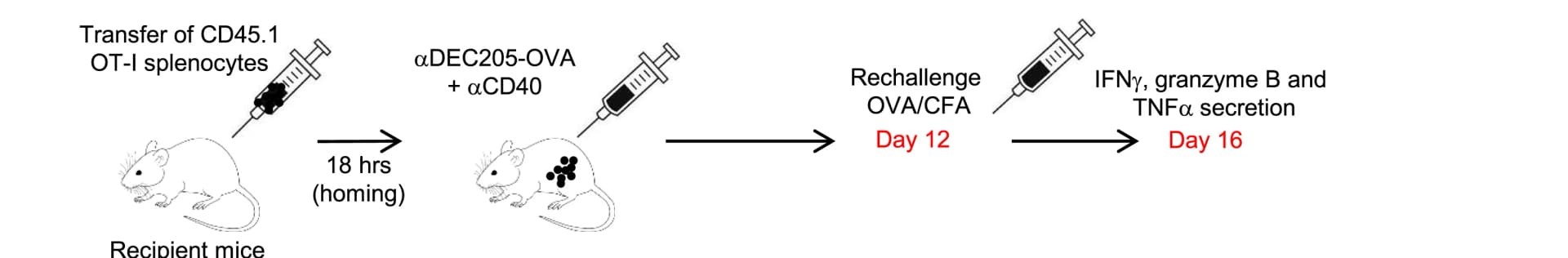 Open access visualization of Workflow, Illustration, Mice, Immunization, OVA protein