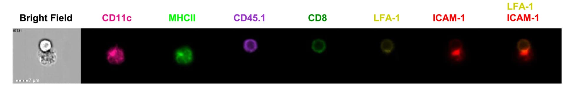 Open access visualization of Microscopy, DC-T Cell Conjugate, Image Flow Cytometry, ICAM-1 Accumulation, LFA-1 Accumulation