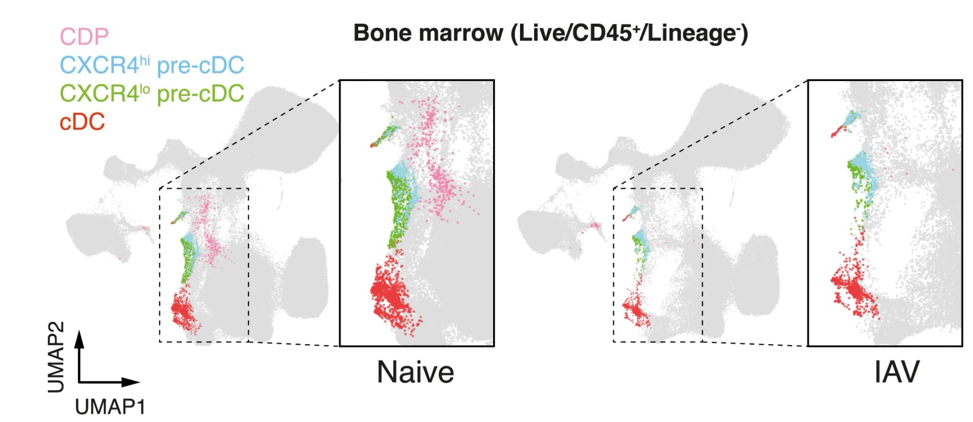 Open access visualization of Scatter Plot, UMAP, Flow Cytometry, Femur BM, CD45+Lineage Cells