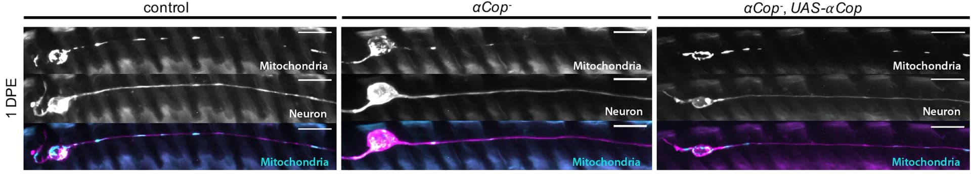 Open access visualization of Microscopy, Mitochondria, Neuronal membrane, Drosophila, Glutamatergic sensory wing neurons